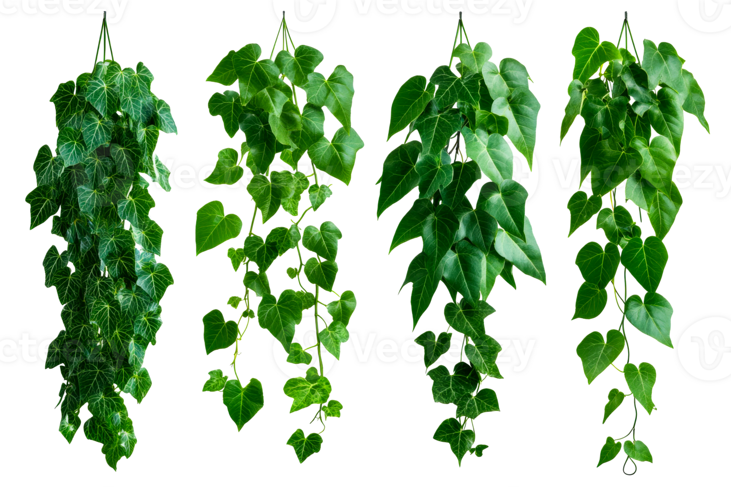 Hanging ivy plant in a row, diverse foliage ,cut out transparent png
