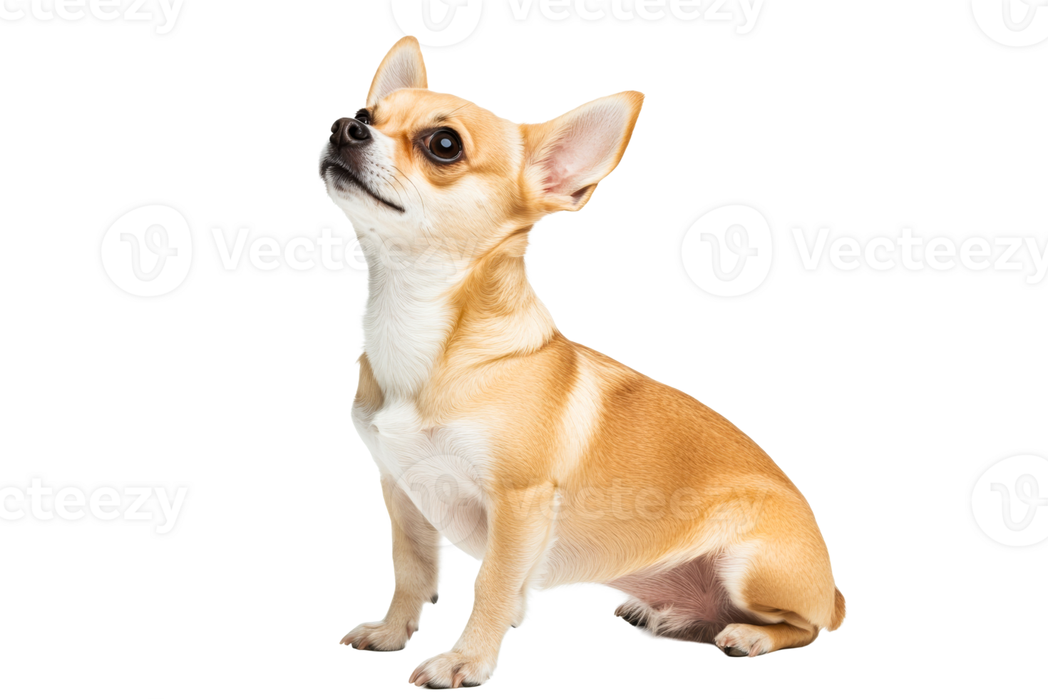 Sitting chihuahua with curious gaze , cut out transparent png