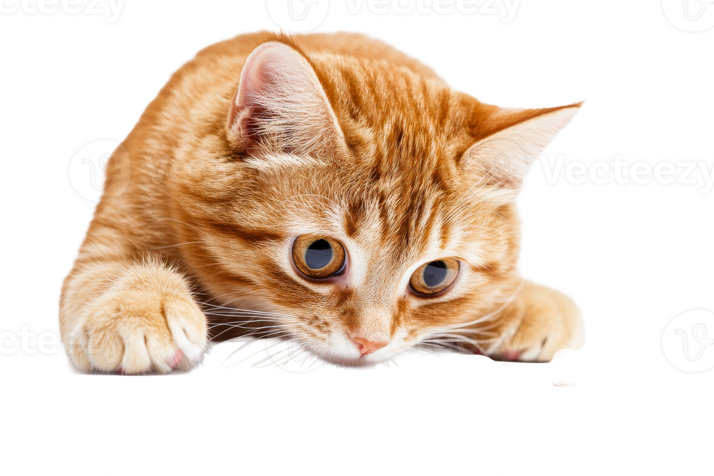 Ginger tabby cat looking intently at kibble, cute pet, cut out transparent png