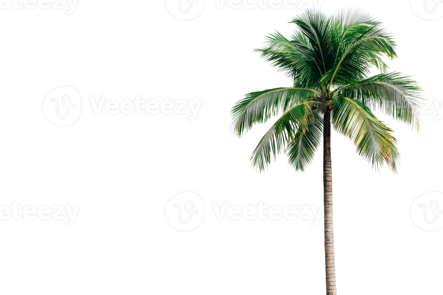 Tall palm tree with large leaves on a black background, cut out transparent png