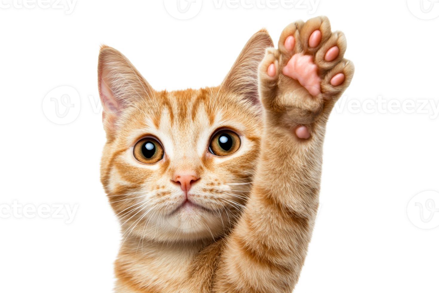 Adorable ginger kitten raising paw as if asking, cut out transparent png