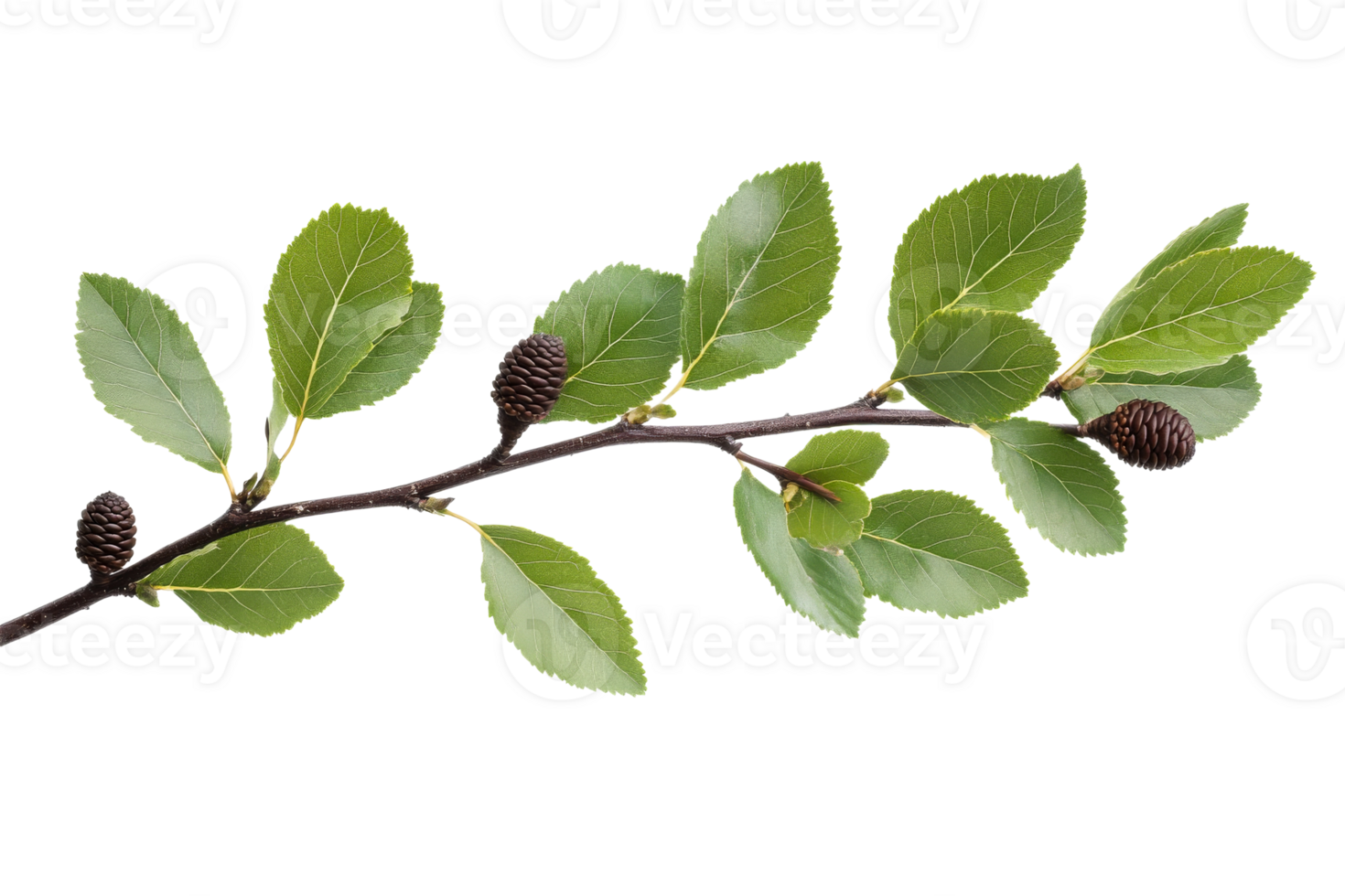 Branch with green leaves and cones, isolated, cut out transparent png