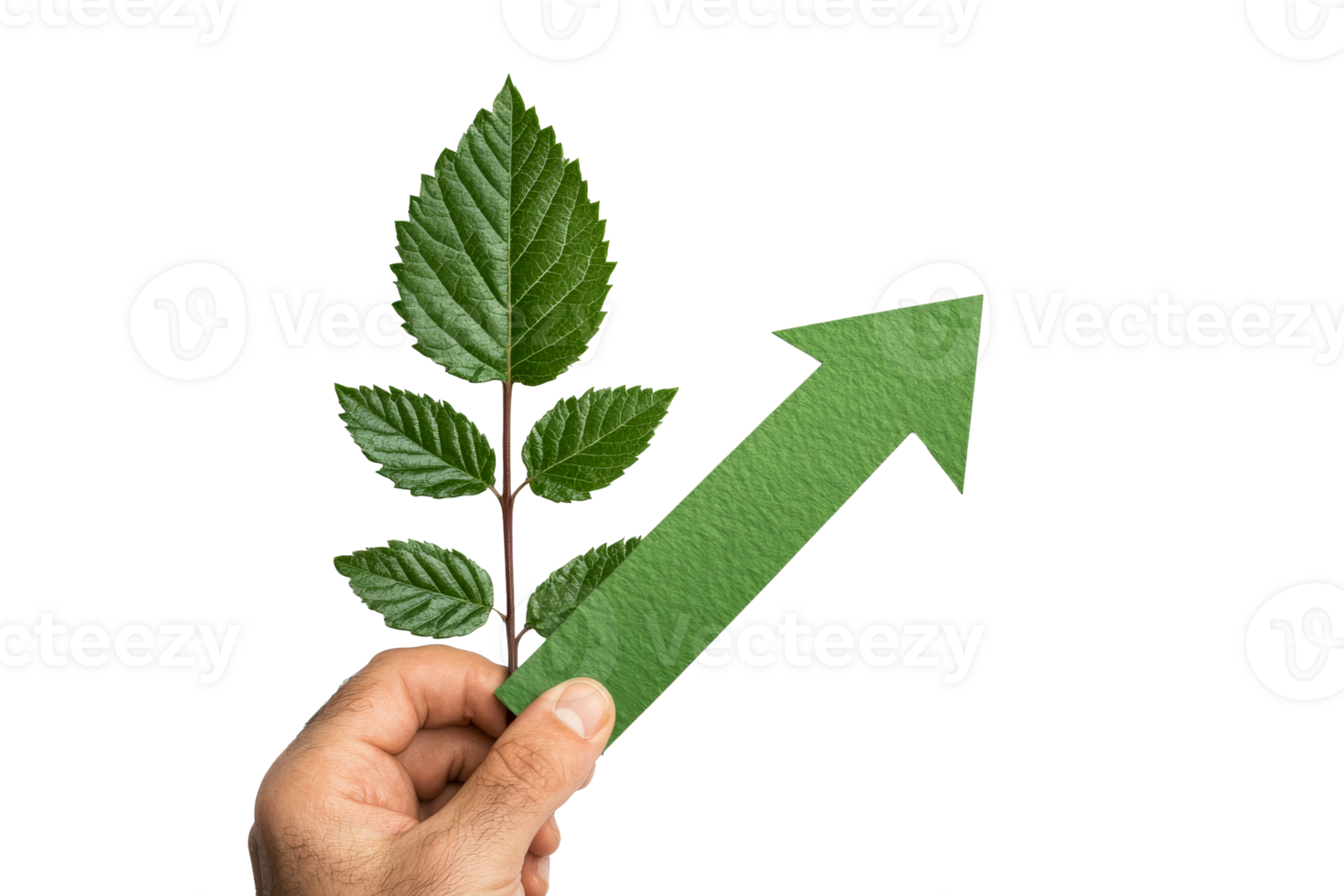 Man holding green sprout and upward arrow, cut out transparent png