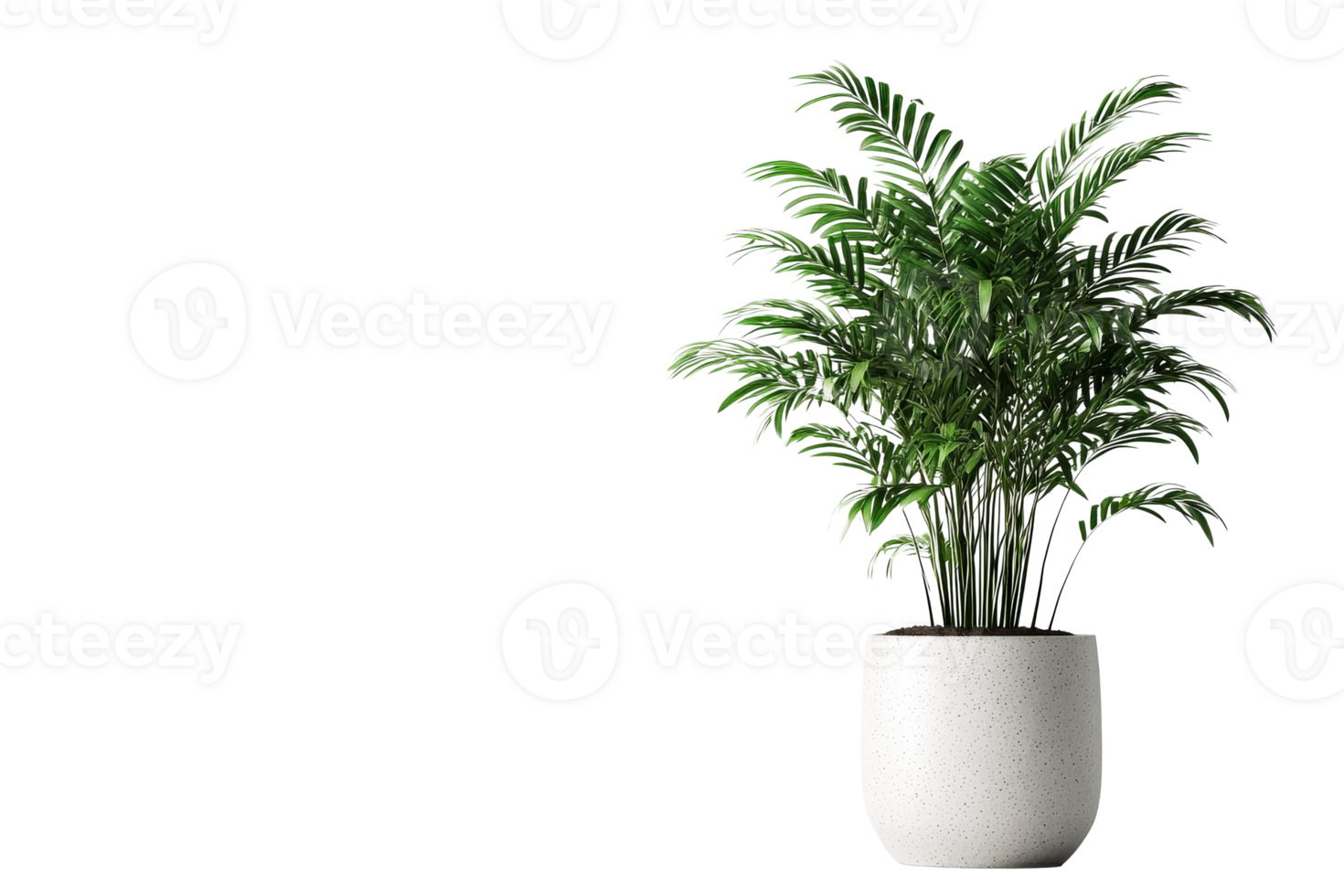 Elegant parlor palm houseplant in a pot, cut out transparent png