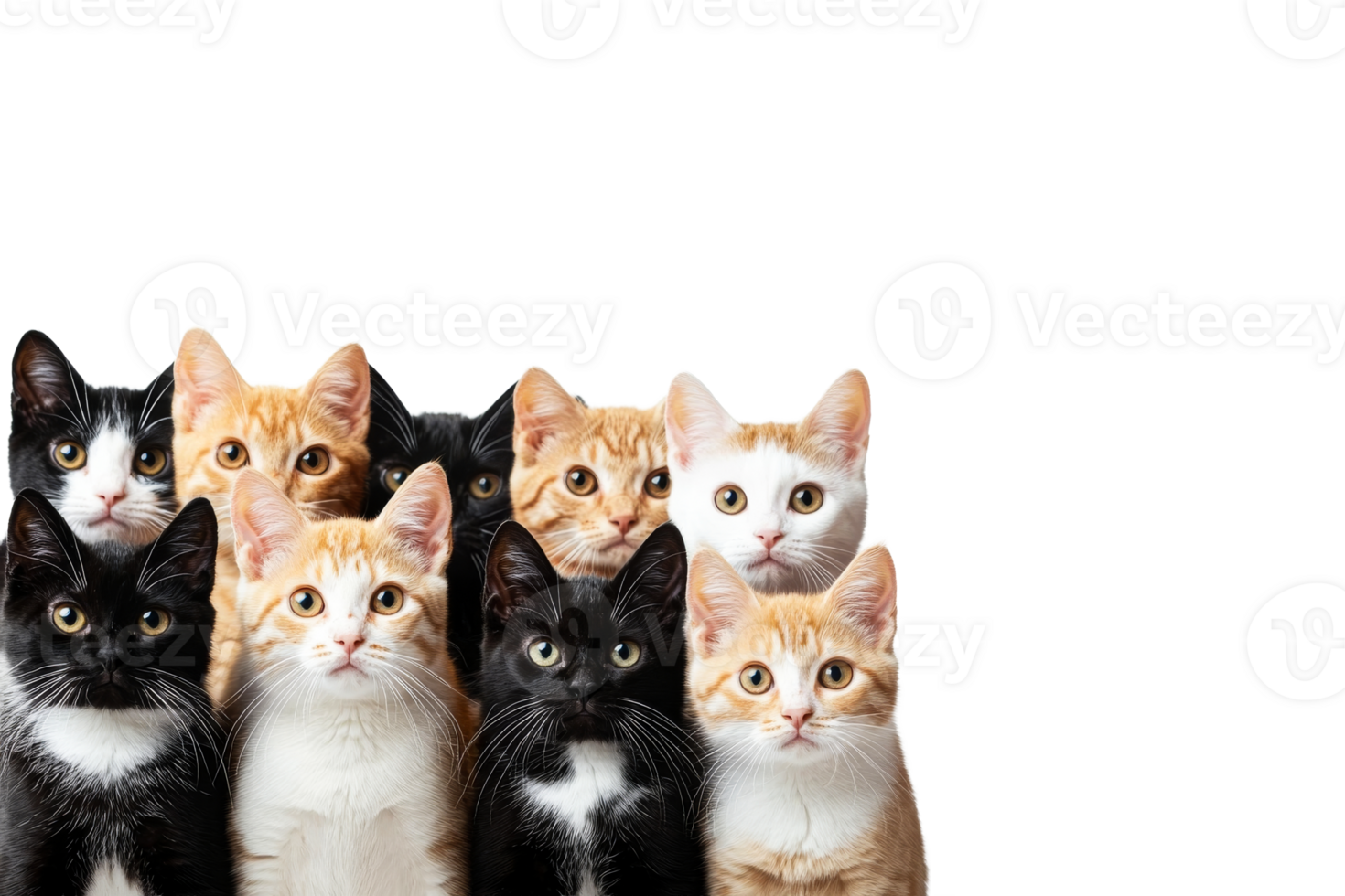 Many kittens portraits with various colors, cute, pet, friend, animal, cut out transparent png