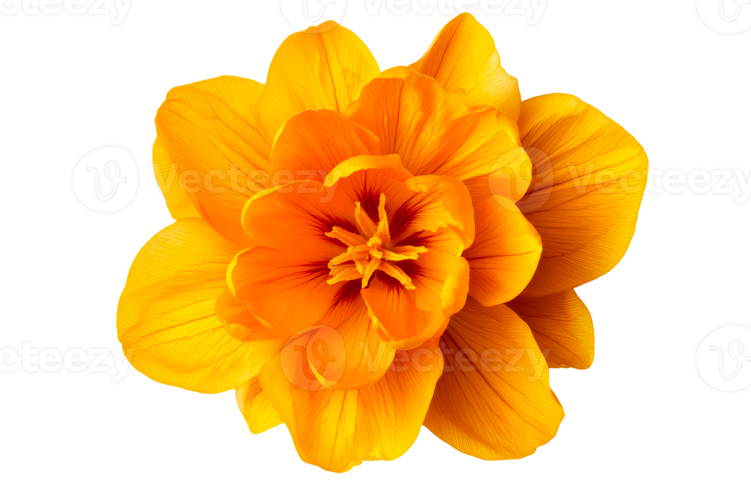 Orange Tulip's Floral Majesty Showcased in Exquisite Detail, cut out transparent png