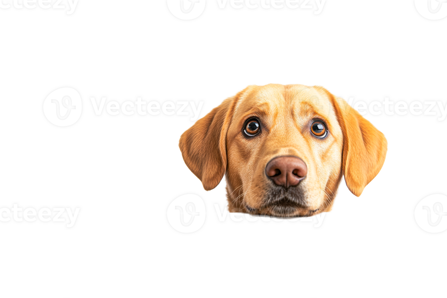 Portrait of a Yellow Labrador Retriever with Sad Expression, cut out transparent png