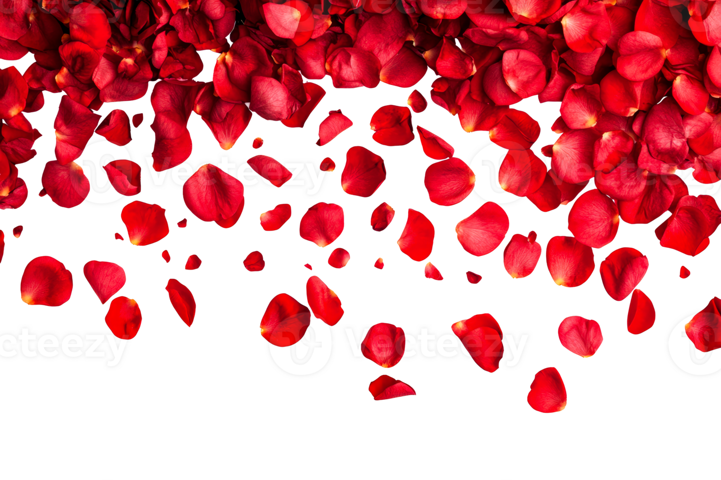 Red rose petals cascade down on black background, cut out transparent png