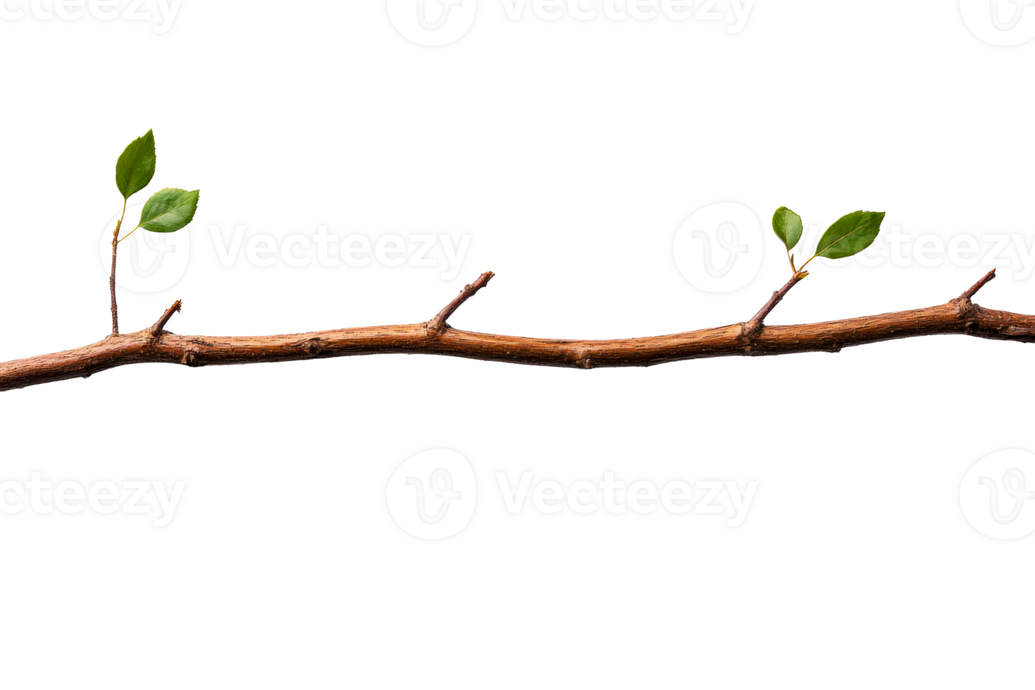 Branch with few leaves, bare tree twig, green foliage, cut out transparent png