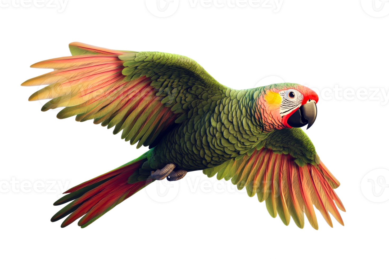 Parrot in flight, colorful feathers, tropical bird, avian, cut out transparent png