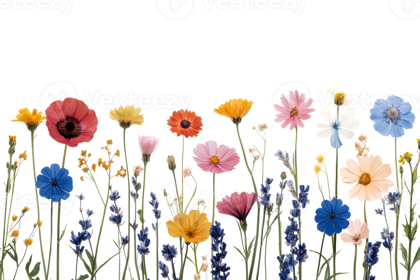 Colorful wildflowers with black background, botanical illustration, cut out transparent png