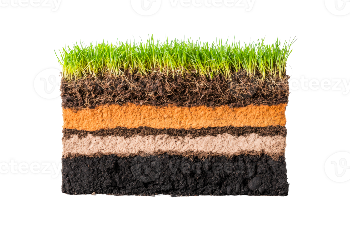 Soil layers with grass and roots profile, earth strata, cut out transparent png