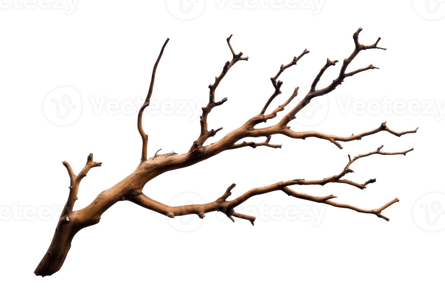 Brown textured bare branch snag, detail, natural, tree, trunk, cut out transparent png