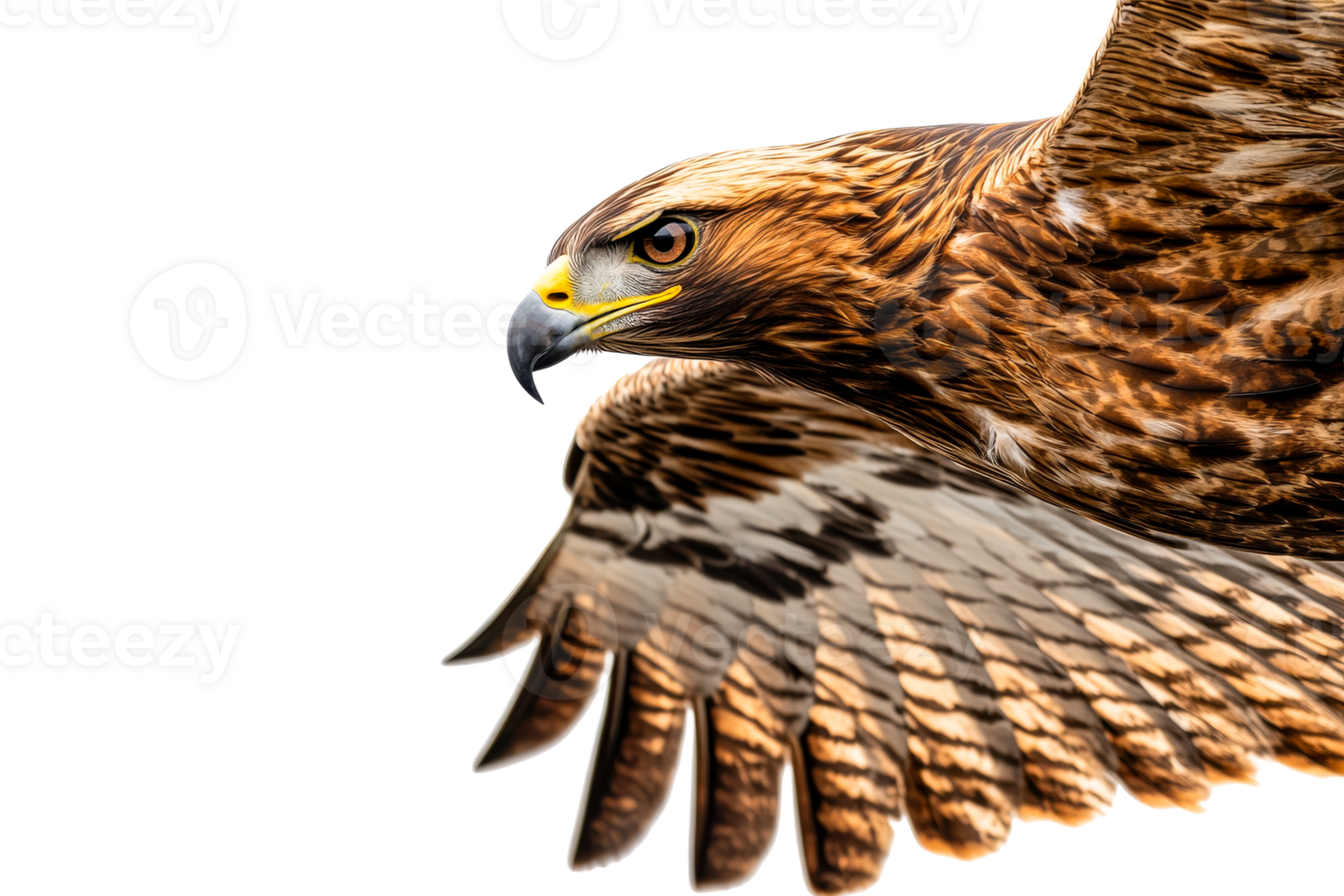 Eagle in flight, majestic bird of prey, isolated brown feathers, cut out transparent png