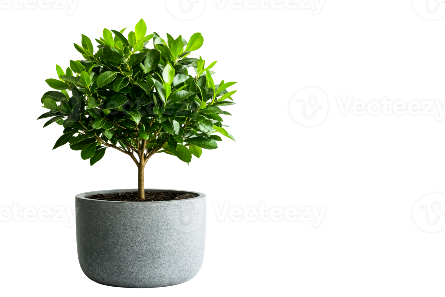 Decorative tree with green leaves in gray pot, cut out transparent png