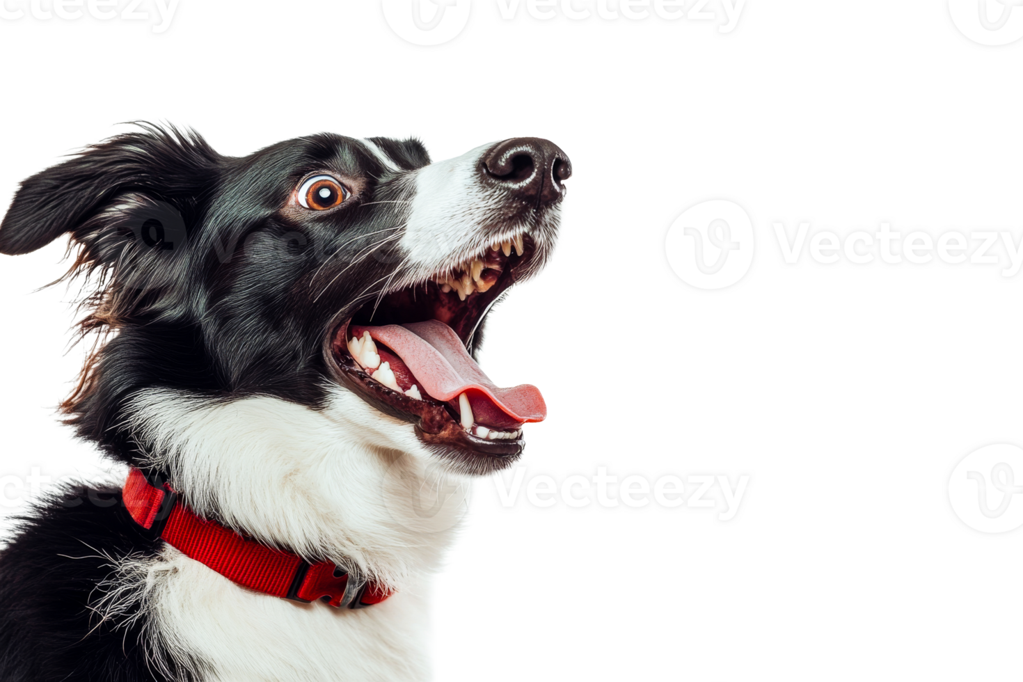 Border Collie Dog with Open Mouth and Tongue, cut out transparent png