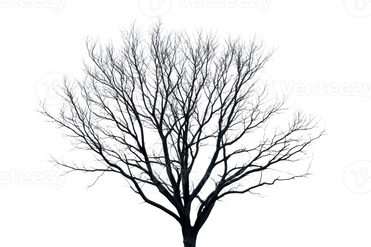 Frosty winter tree branches silhouette against black, cut out transparent png