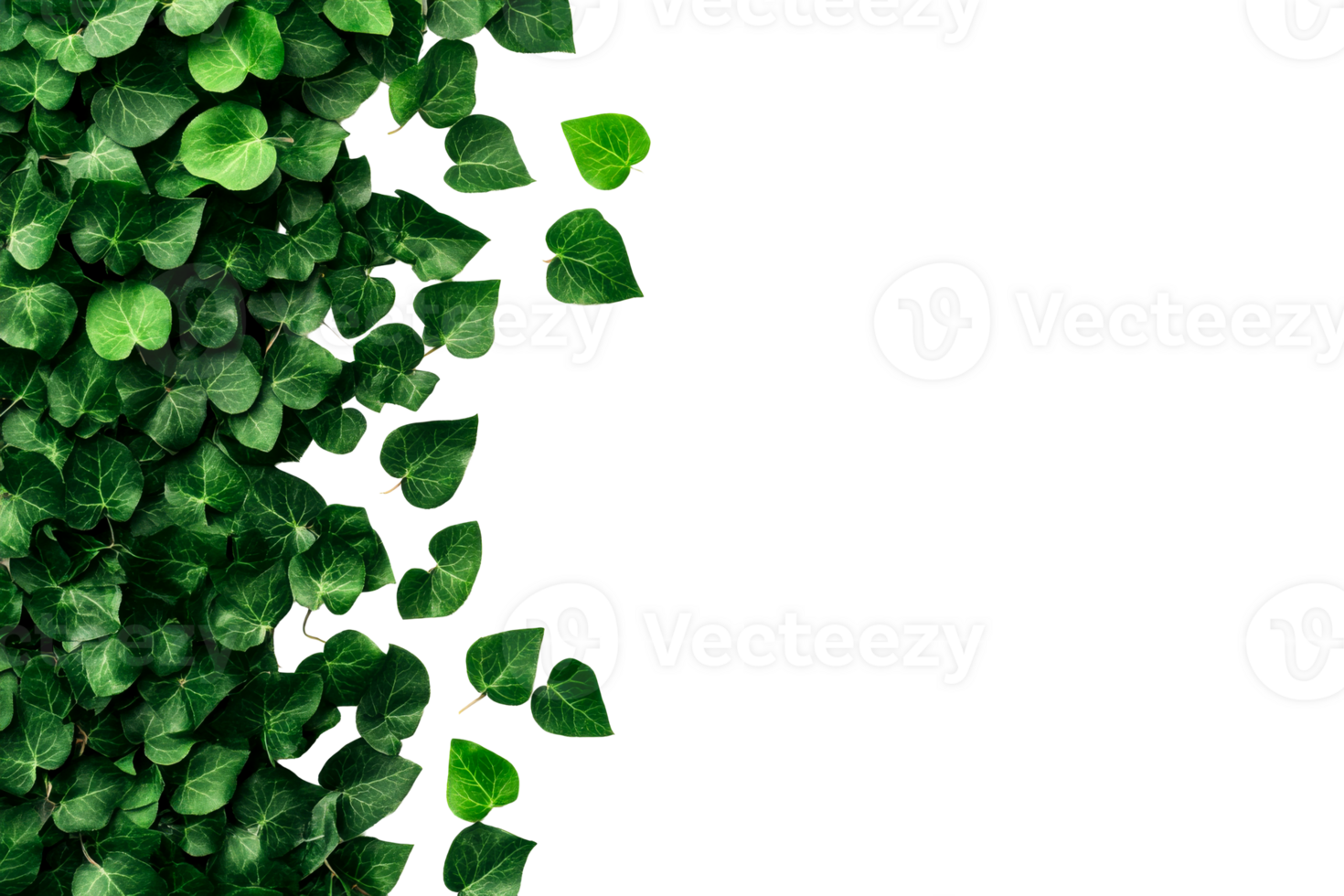 Ivy leaves on black background, green foliage, cut out transparent png