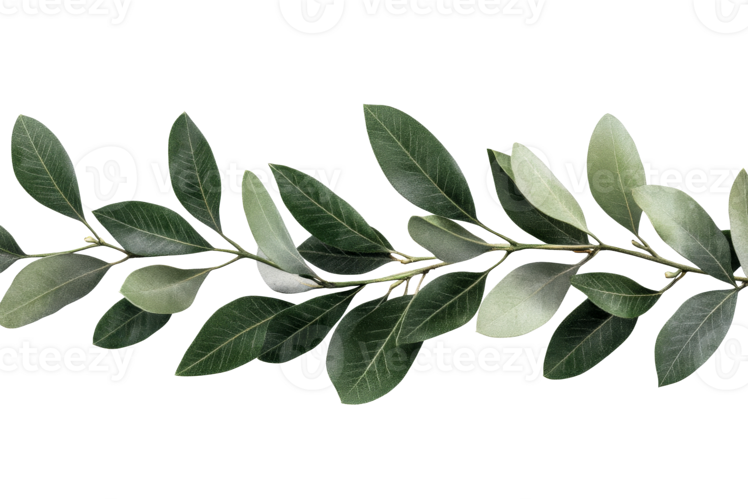Green leaves, twig, nature elements design decoration, cut out transparent png
