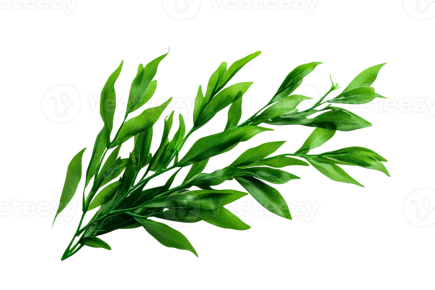 Lush green leaves branch isolated on black background, cut out transparent png