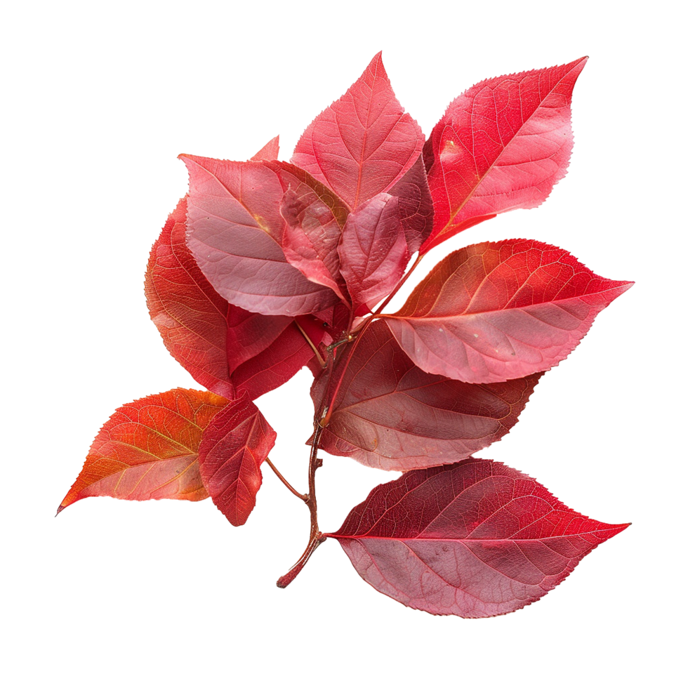 Stunning Red Autumn Leaves on Branch Close Up Photography png