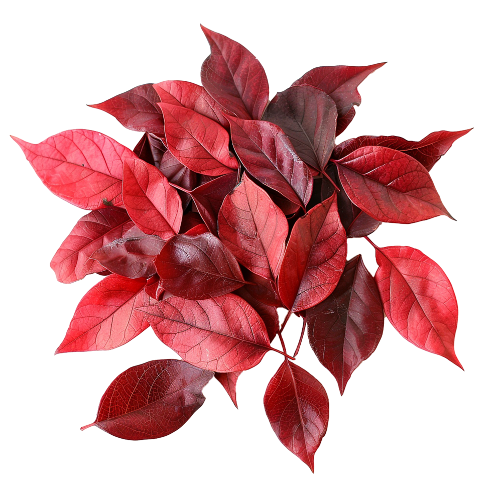A Stunning Collection of Deep Red Autumn Leaves in a Captivating Display png