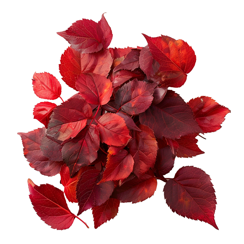 A Stunning Collection of Deep Red Autumn Leaves in a Square Format png