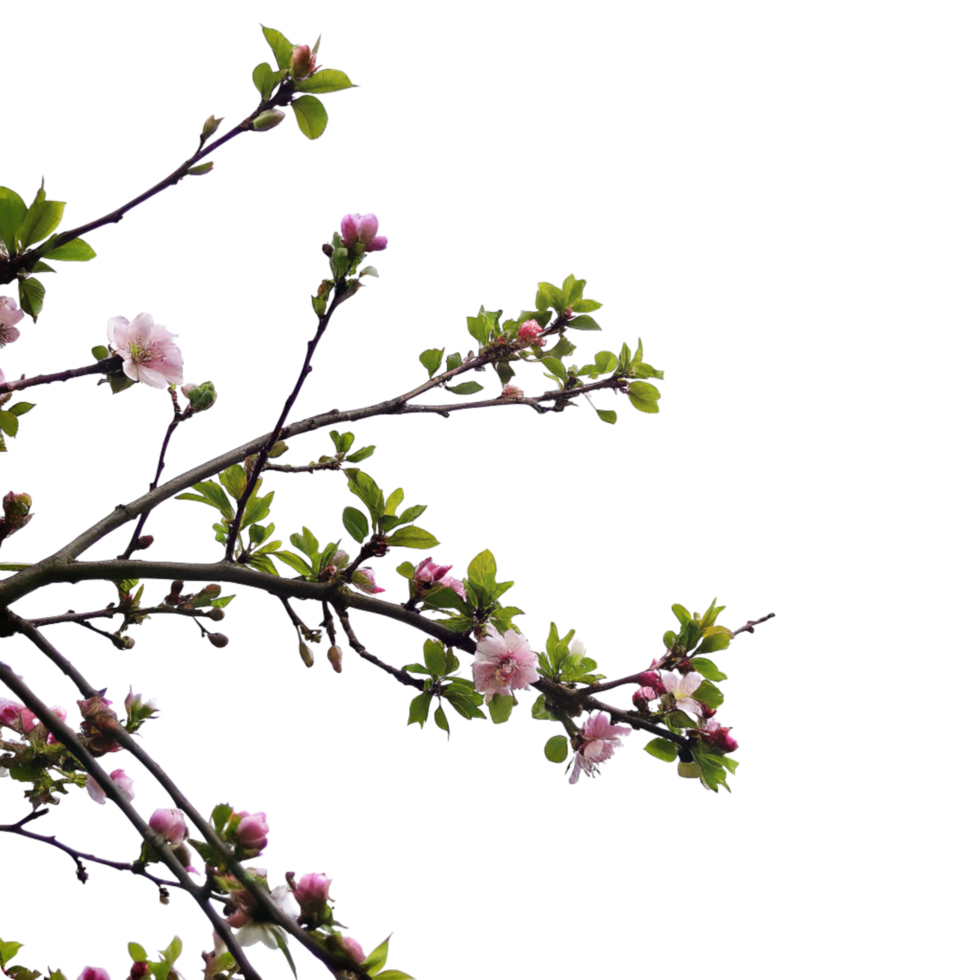 Stunning Pink Blossoms on a Branch Against a Black Background A Beautiful Springtime Image png
