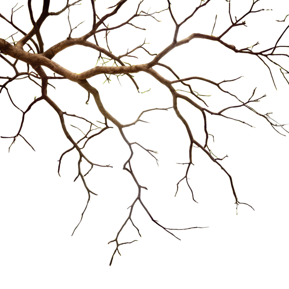 Intricate Branches of a Tree Against a Black Background Detailed Closeup Photography png