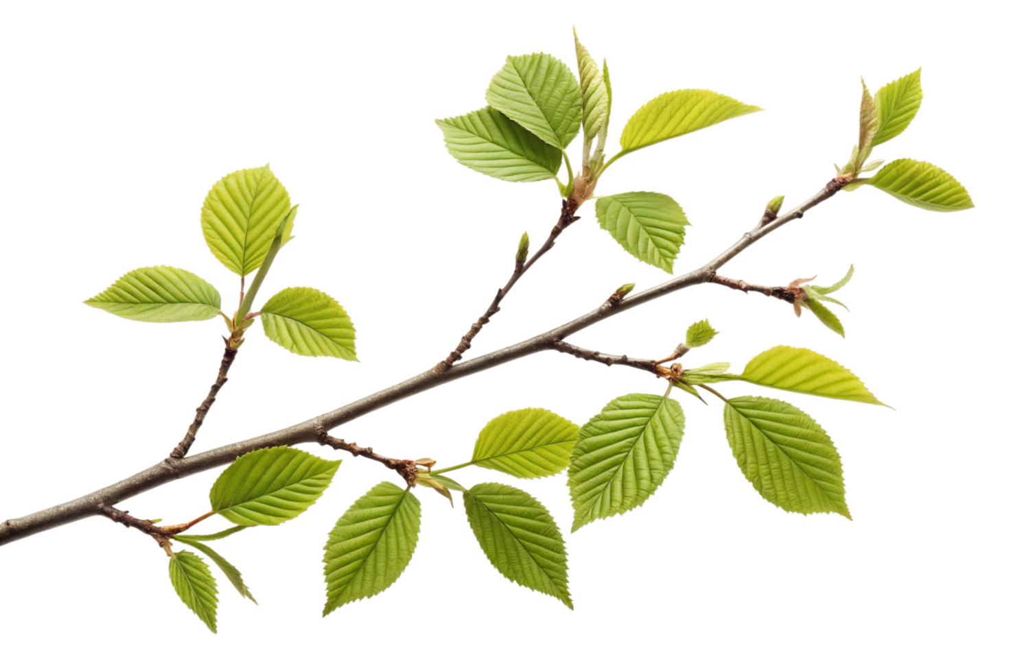 A Detailed Closeup of a Branch with Fresh Spring Leaves on a Black Background png