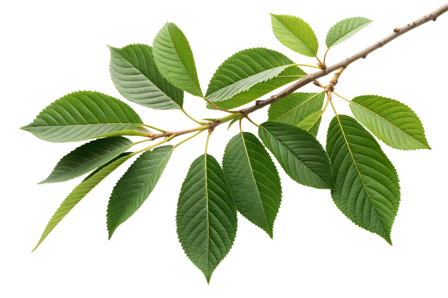 Vibrant Green Branch with Multiple Leaves Isolated on Black Background png