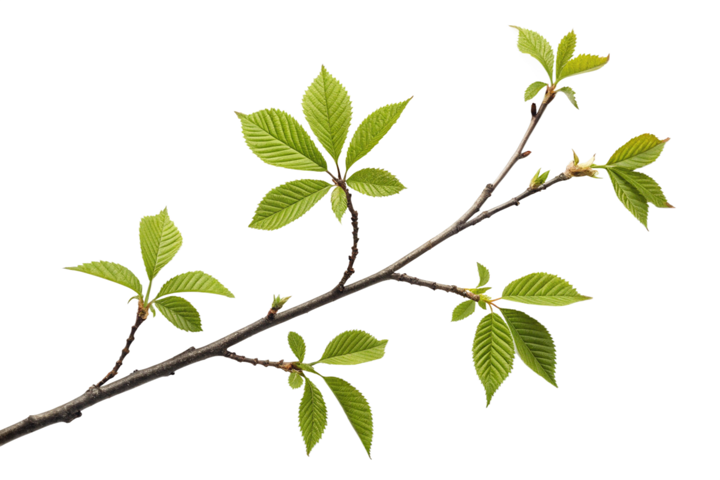 A Detailed Closeup of a Branch with Vibrant Green Spring Leaves Against a Black Background png