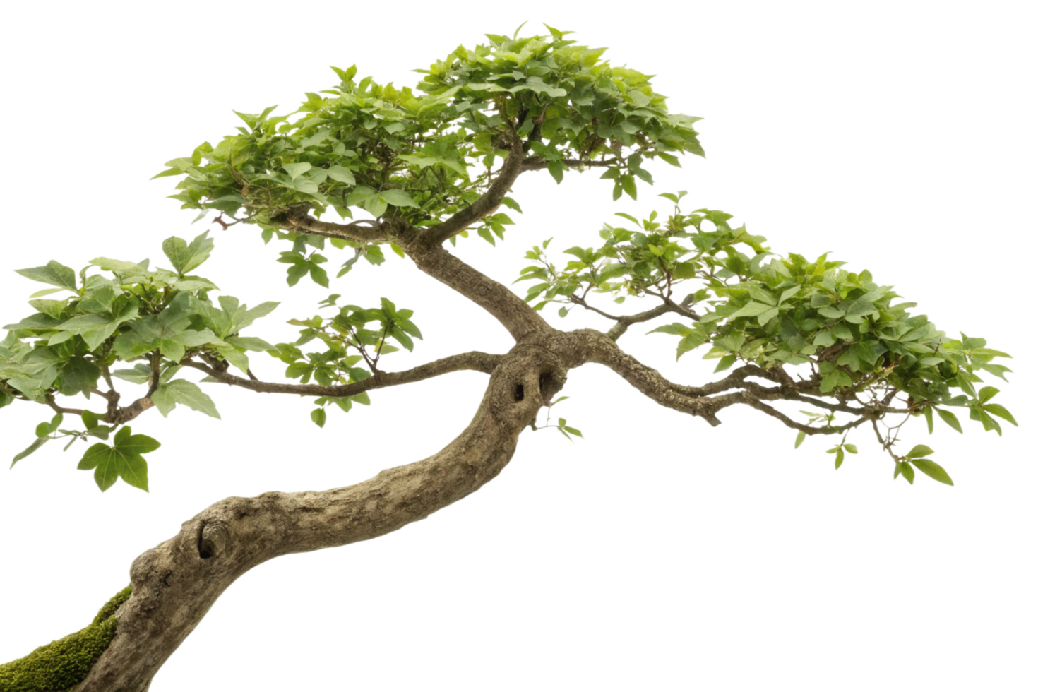 A Stunning Bonsai Tree with Lush Green Foliage and a Thick Twisted Trunk png