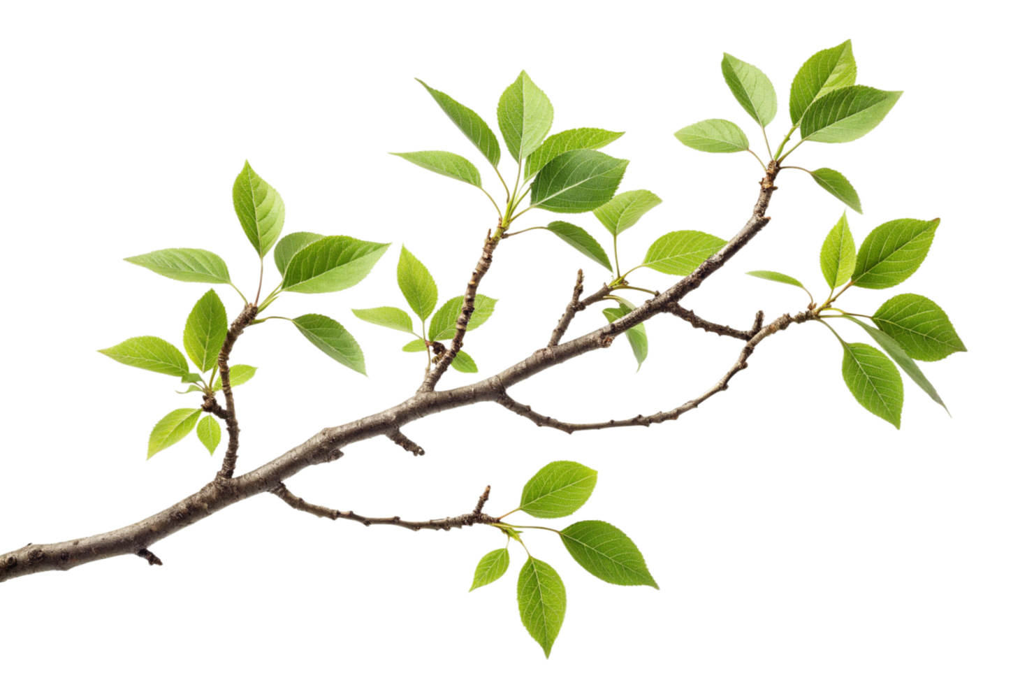 Detailed Closeup of a Branch with Vibrant Green Leaves Against a Black Background png