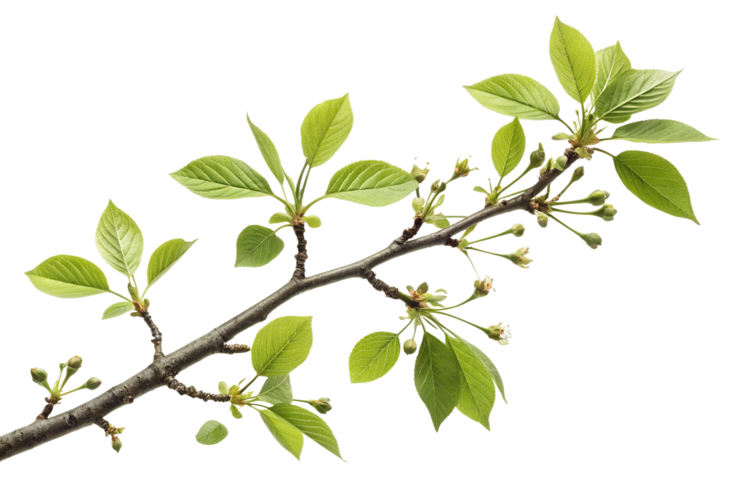 A Detailed Closeup of a Branch with Emerging Green Leaves and Buds png