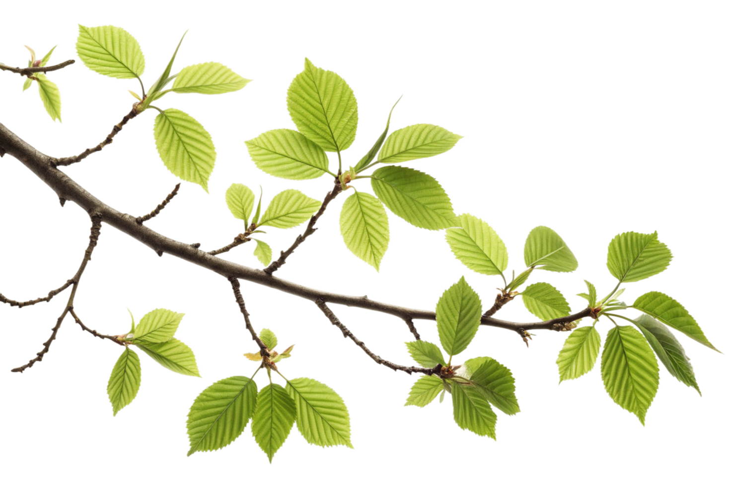 A CloseUp of a Branch with Vibrant Green Leaves in Springtime png
