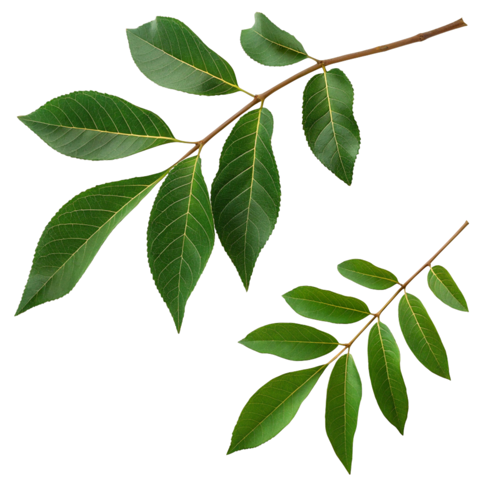 Closeup view of vibrant green leaves on two separate branches against a black background showing intricate details of leaf venation and texture png