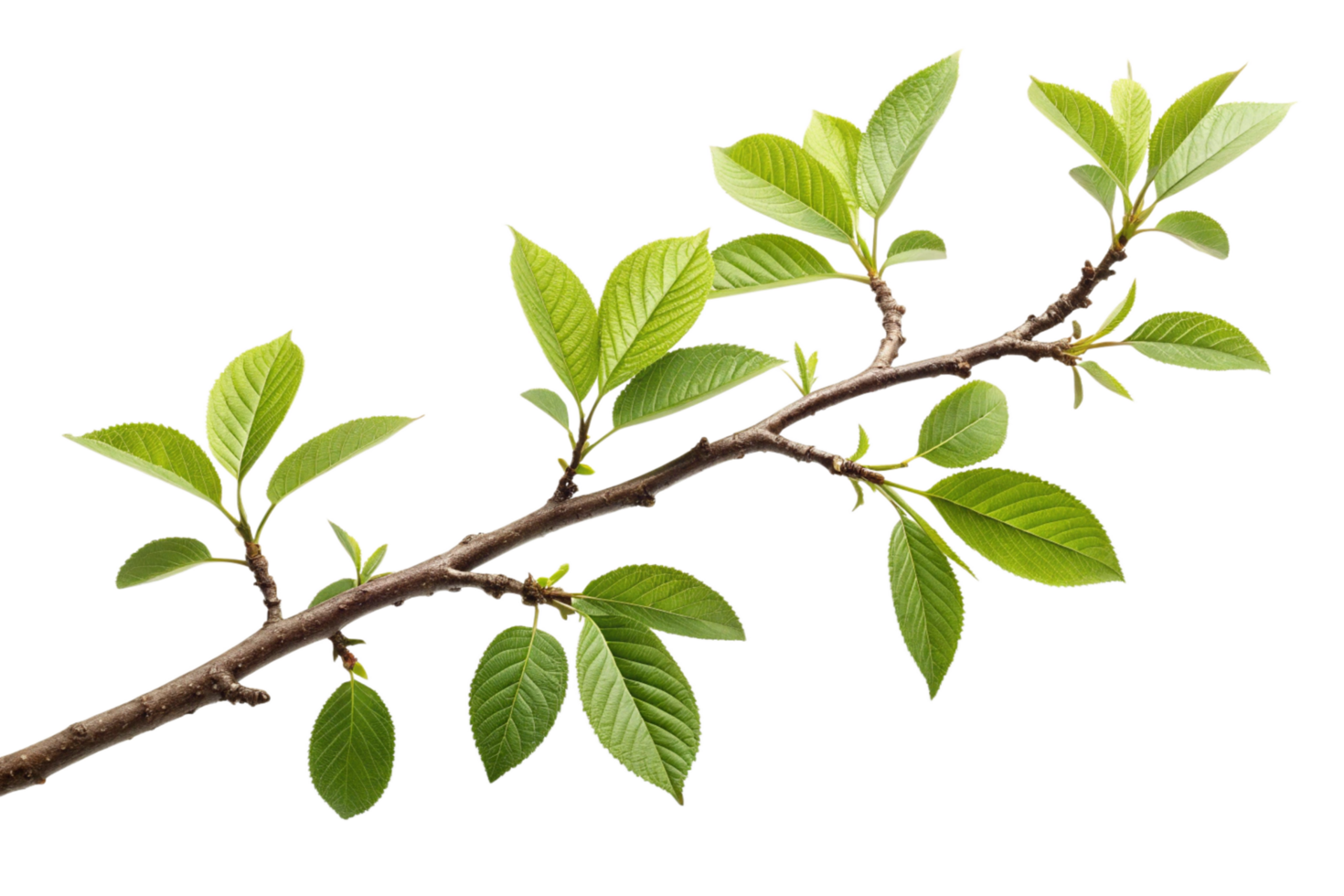 A Branch with Vibrant Green Leaves Isolated on Black Background png
