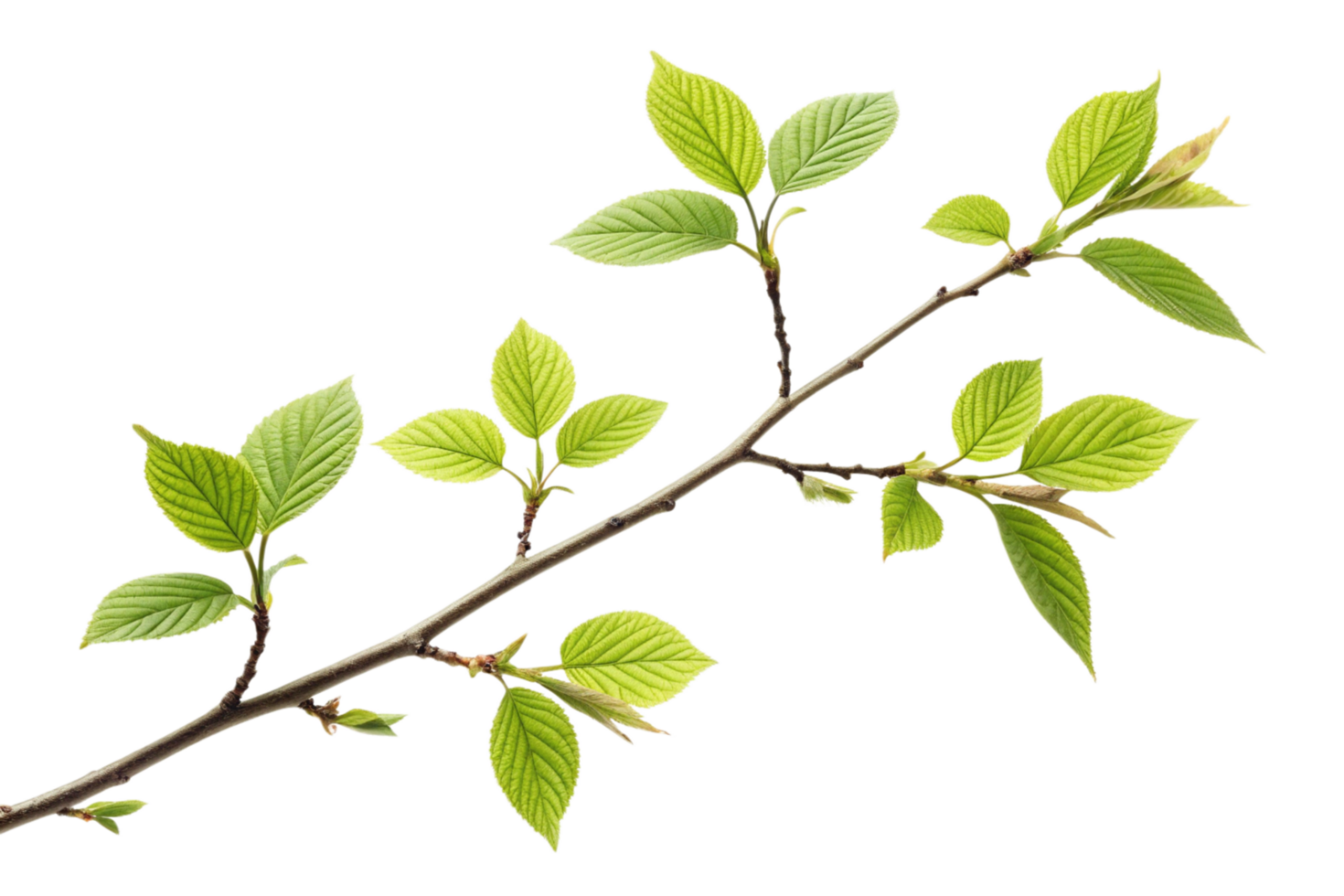 A Detailed Closeup of Branch with Vibrant Green Leaves Against a Black Background png