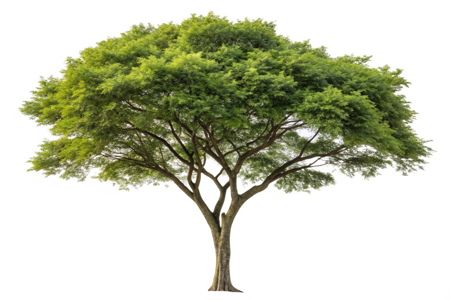 A Majestic Green Tree Isolated on Black Background a lush vibrant tree with sprawling branches and dense foliage png