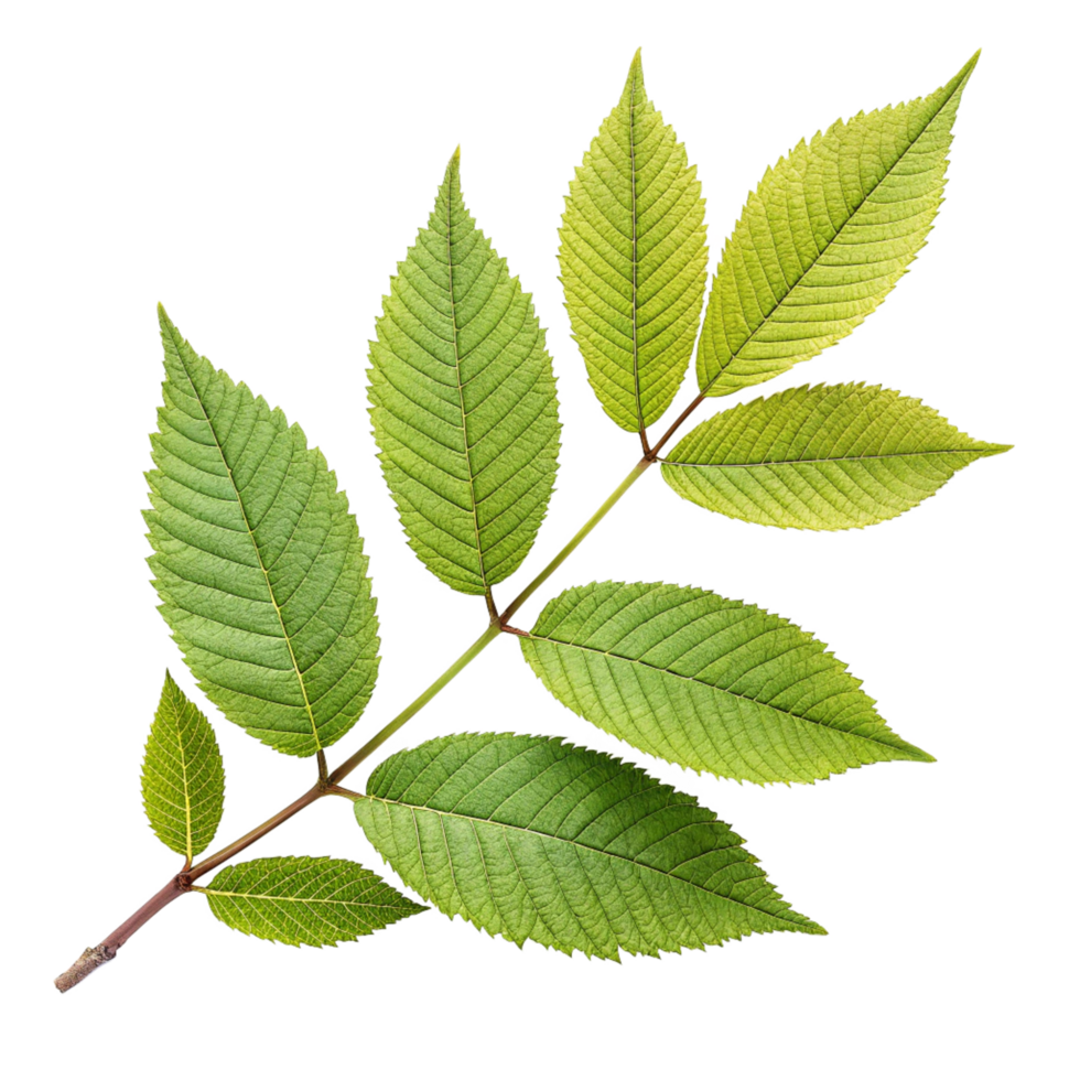 A Detailed Closeup of a Green Leaf Branch with Multiple Serated Leaves against a Black Background png
