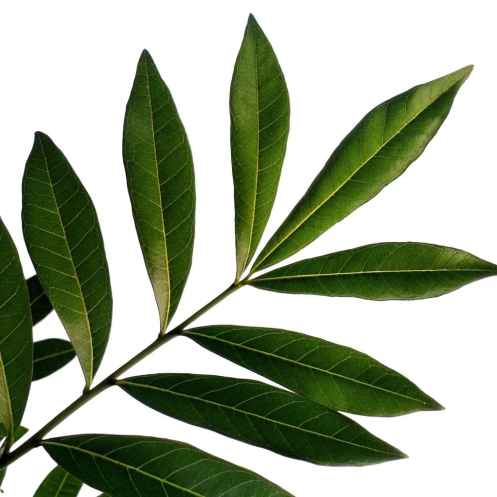 Closeup View of Vibrant Green Leaves on a Branch Against a Black Background png
