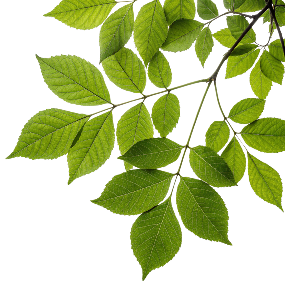 Closeup of vibrant green leaves on a branch against a black background showing intricate details of leaf venation and texture png