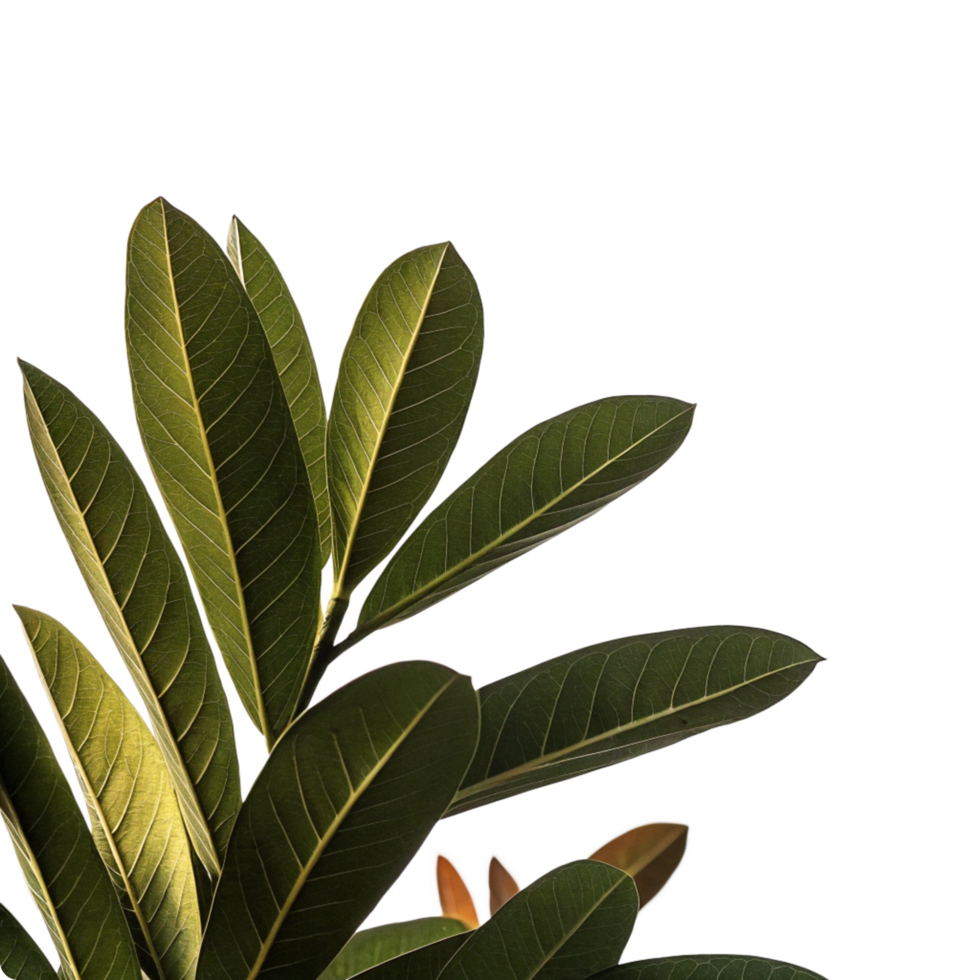 Closeup of Lush Green Leaves Against a Black Background Botanical Photography png