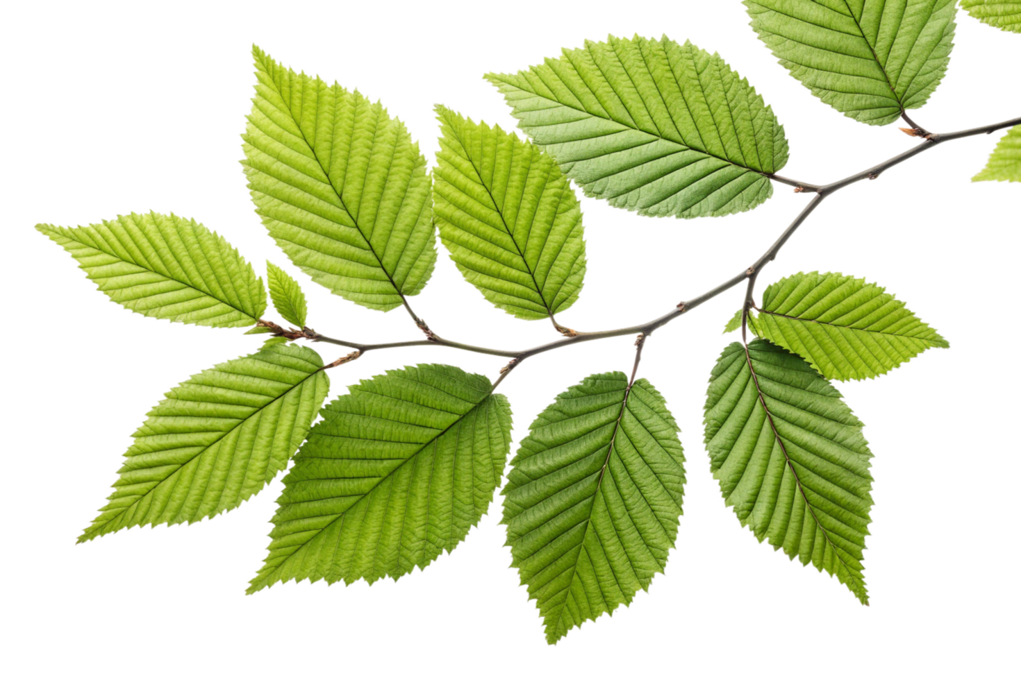 Vibrant Green Alder Leaves on a Branch Against a Black Background png