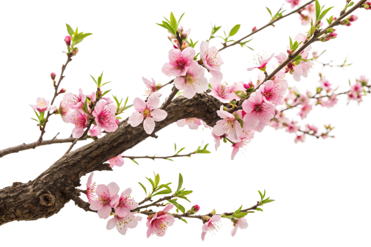 Pink Peach Blossoms in Full Bloom on a Branch png