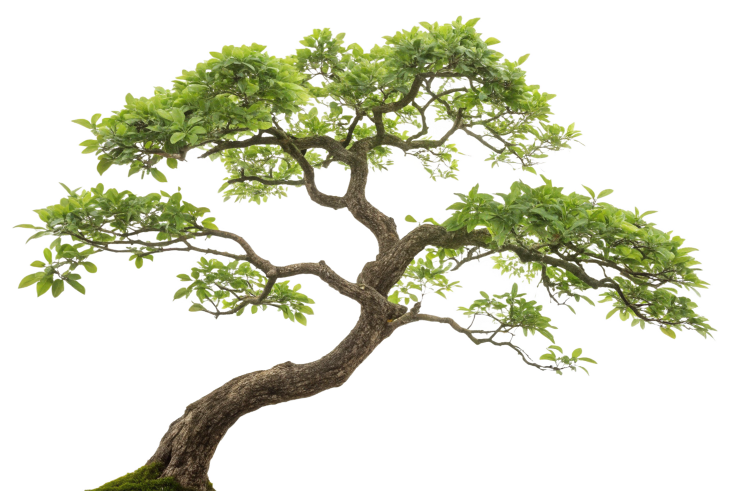 Magnificent Bonsai Tree with Lush Green Foliage and Thick Trunk png