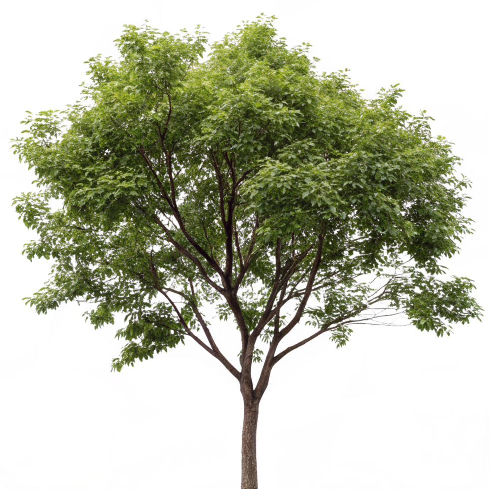 A single tree with lush green leaves against a white background with glitches png