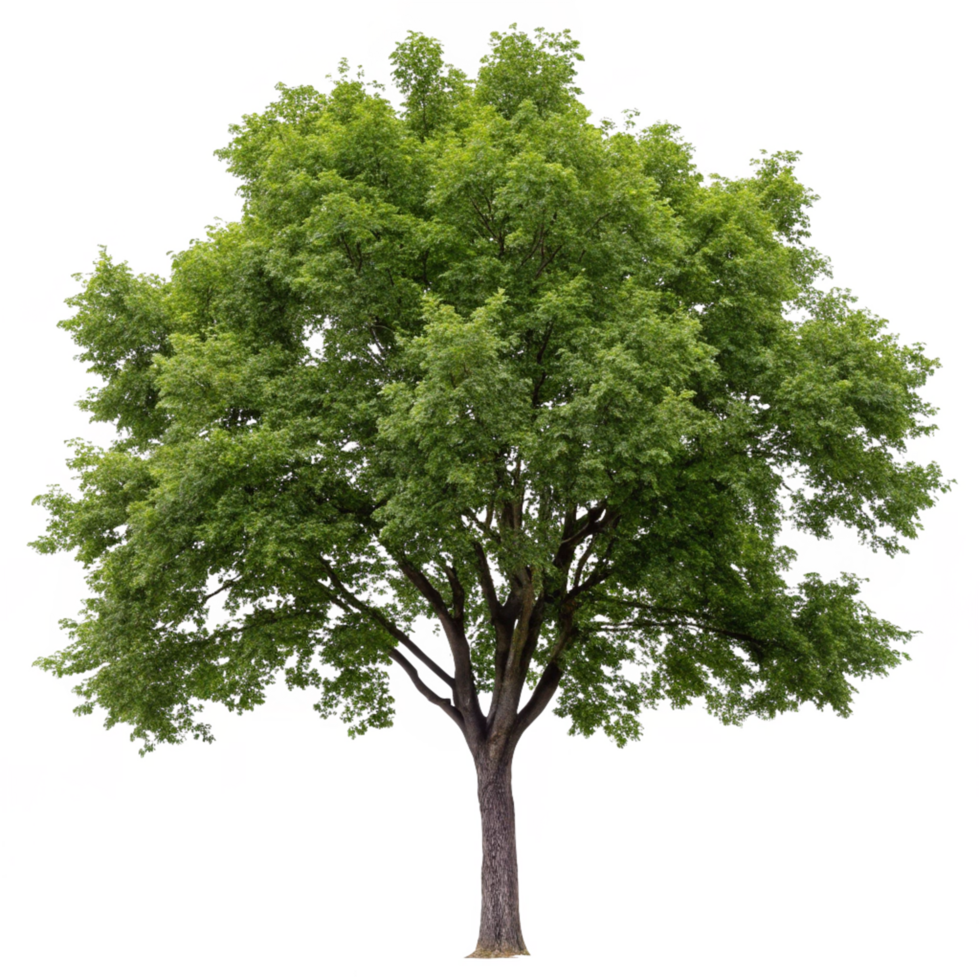 A large green deciduous tree isolated on a black background a majestic tree with lush foliage and a thick trunk png