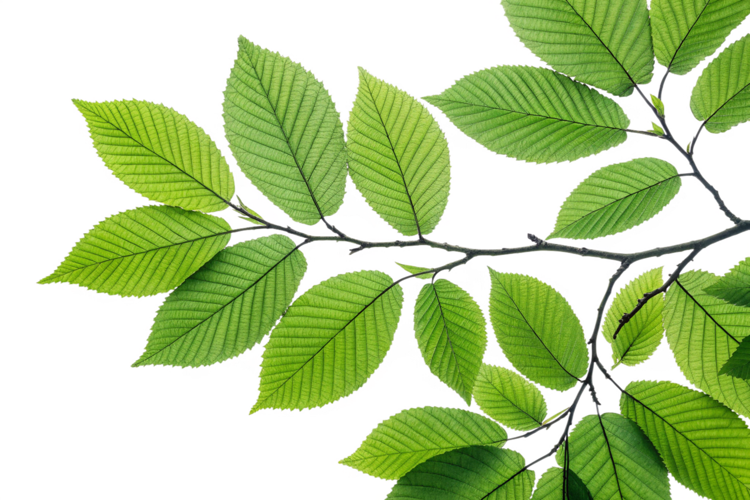 Vibrant Green Leaves on a Branch against a Black Background A Stunning Closeup of Nature's Beauty png